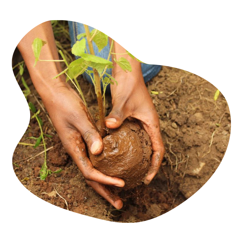 eden foundation 1